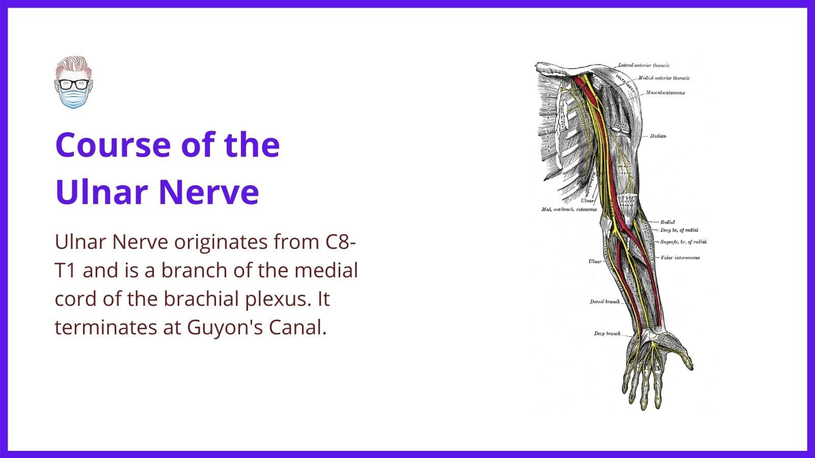 The Ulnar Nerve orientates at the C8-t1 brachial plexus and courses through the arm to terminate at Guyon's Canal
