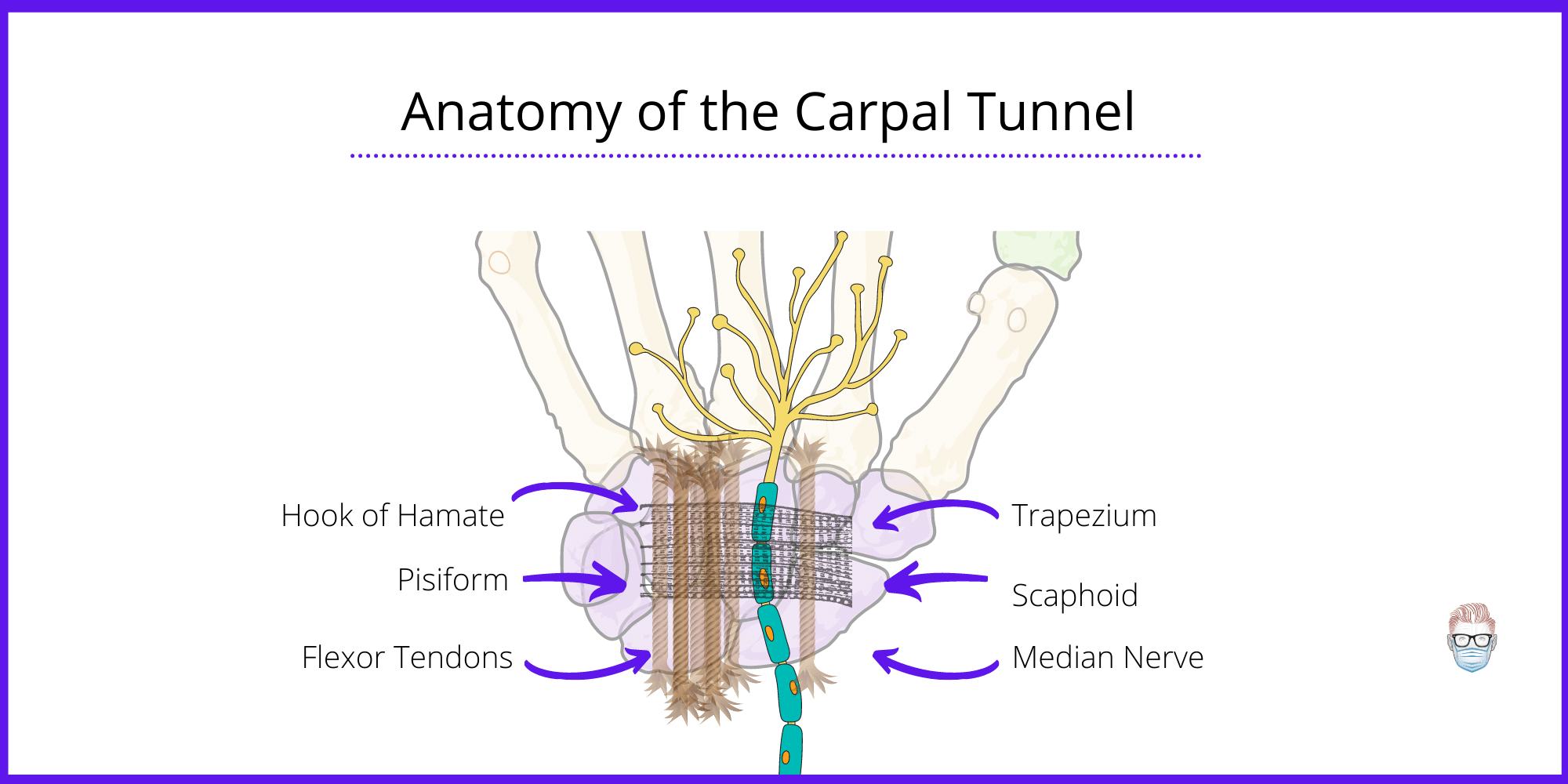 Anatomy of the Carpal Tunnel in relation to median nerve and 9 flexor tendons travelling though an osseous-fibrous structure in the wrist