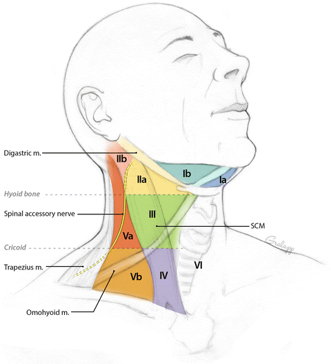 What Drains Into The Anterior Cervical Lymph Nodes Best Drain Photos