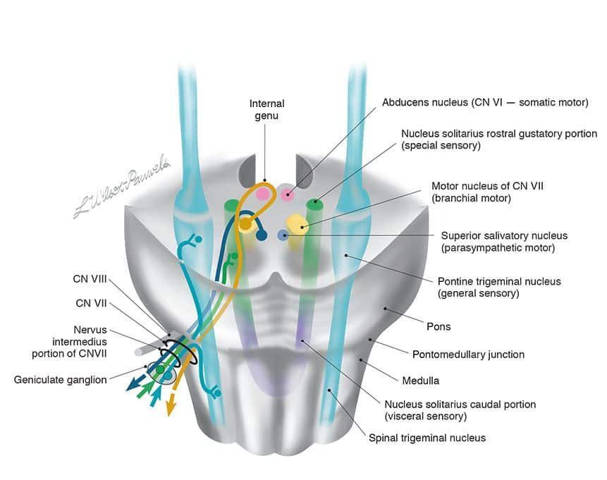 Origin and Anatomy of the Facial Nerve Proper and Nervus Intermedius in the Brain Stem