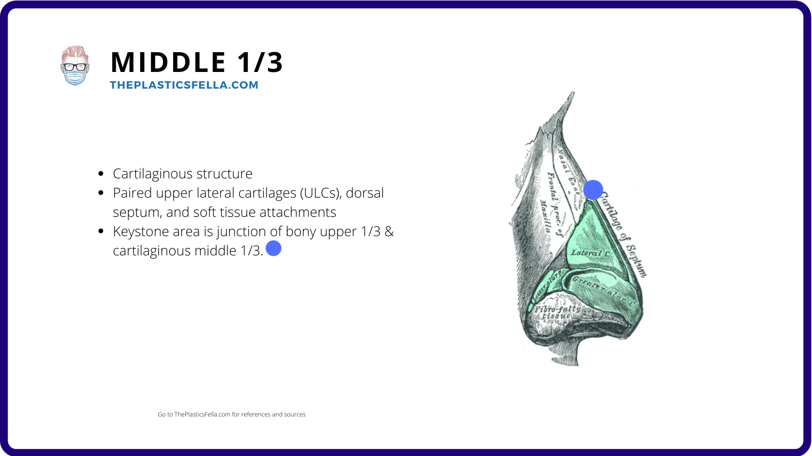 The anatomical location of bones and cartilage found in the Middle 1/3 of the Nose in Rhinoplasty