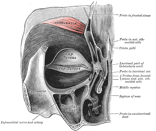 Muscles innervasted by the frontal/temporal branch of the facial nerve