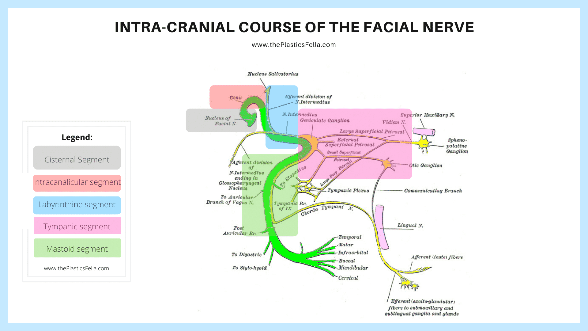 Intracranial Course of the Facial Nerve, its segments and branches.