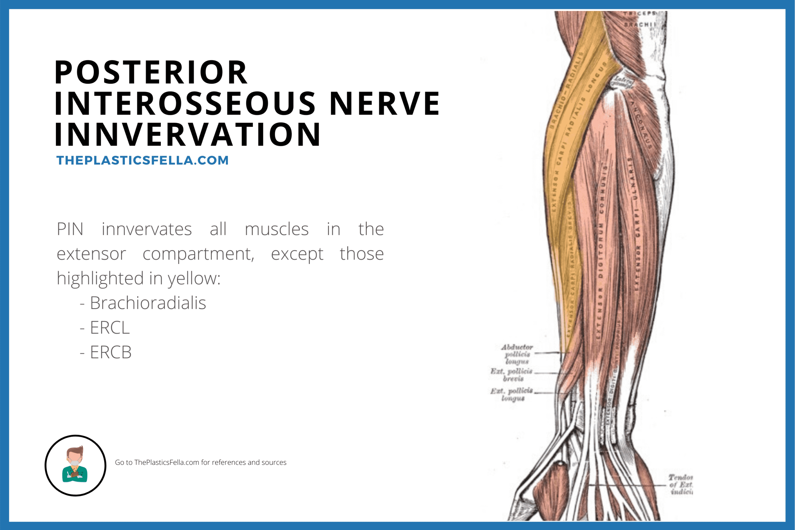 Muscles Innervated by the Posterior Interosseous Nerve (Palsy, Syndrome)