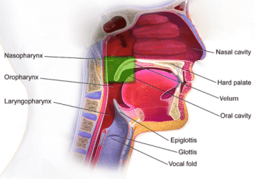 Anatomy of the velopharyngeal port/orofice
