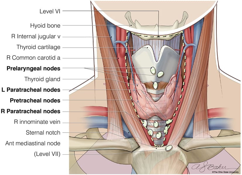 Cervical Lymph Nodes Of The Neck