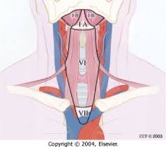 Level VII Cervical Lymph Nodes