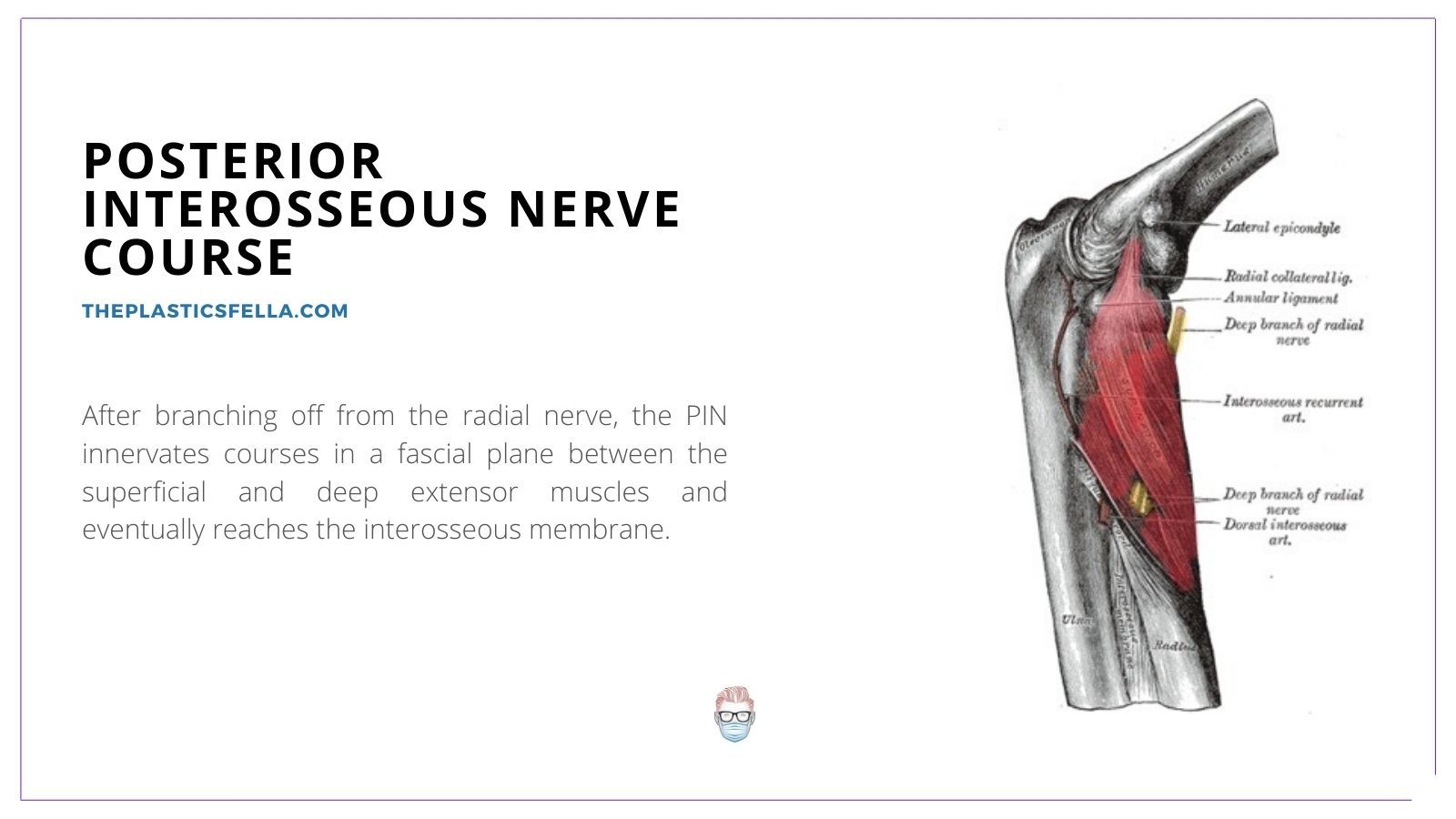 Posterior Interosseous Nerve (PIN) Branches, Posterior Interosseous Nerve (PIN) Course, Posterior Interosseous Nerve (PIN) Pathway, Posterior Interosseous Nerve (PIN) Compression