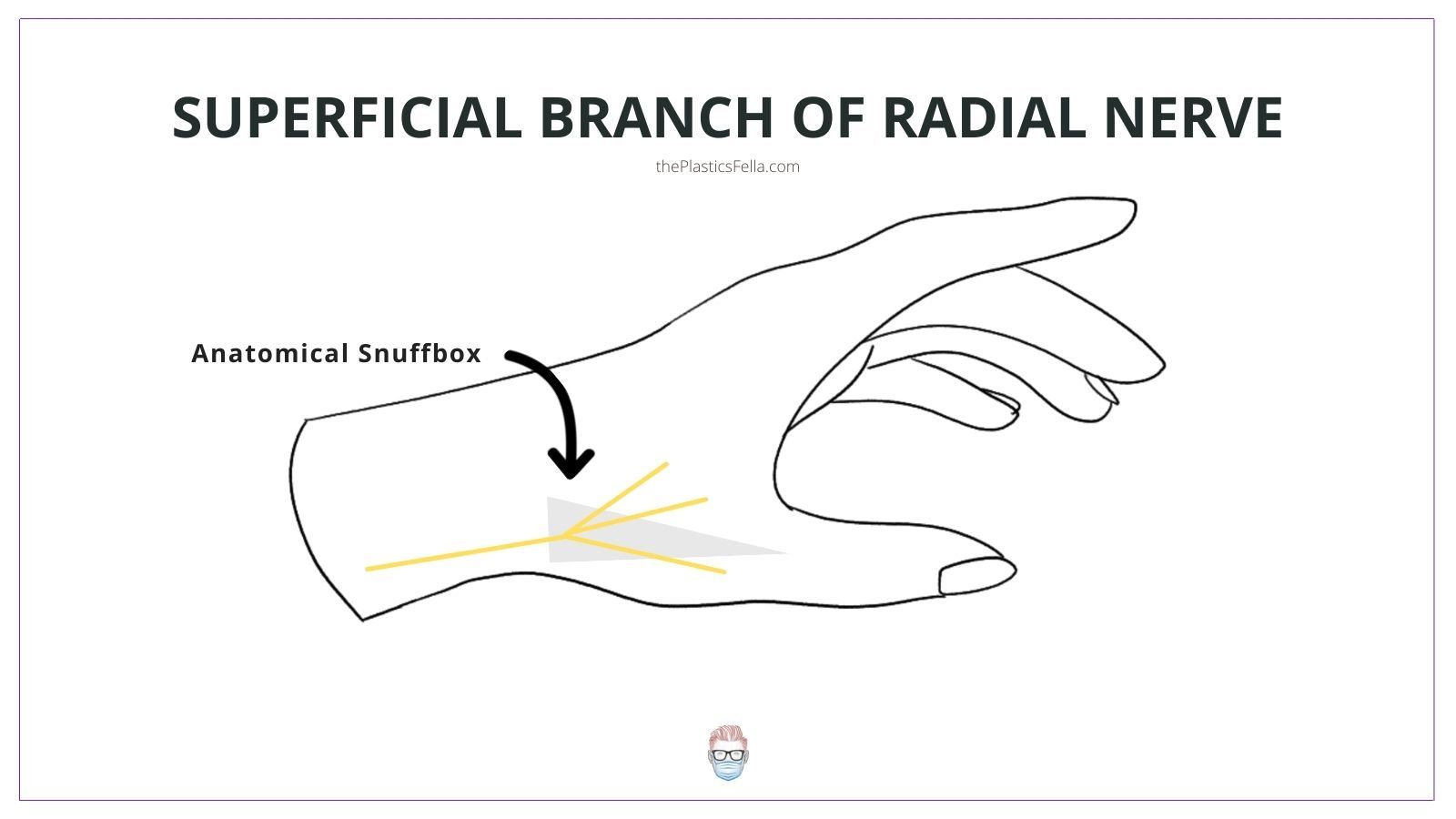Anatomy and Location of the Superficial Branch of the Radial Nerve (SBRN)