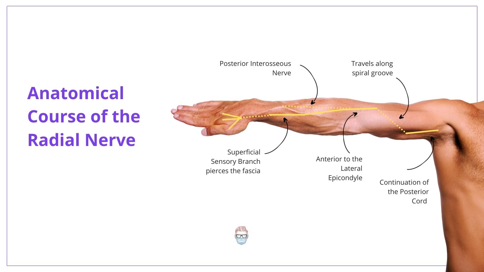 Radial Nerve, Radial Nerve Palsy, Radial Nerve Anatomy, Radial Nerve Course, Radial Never Pathway, Radial Nerve Branches, Radial Never Innervation, Radial Nerve Sensation