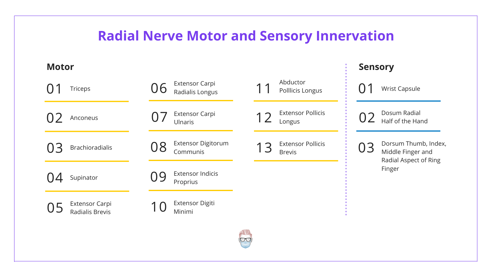 Radial Nerve Motor and Sensory Innervation to Skin and Muscles, Triceps, Extensors, Hand