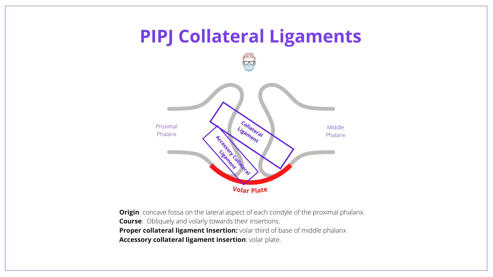 Anatomy, Proximal Interphalangeal Joint, PIPJ, Collateral Ligaments, Accessory Collateral Ligament, Proper Collateral Ligament