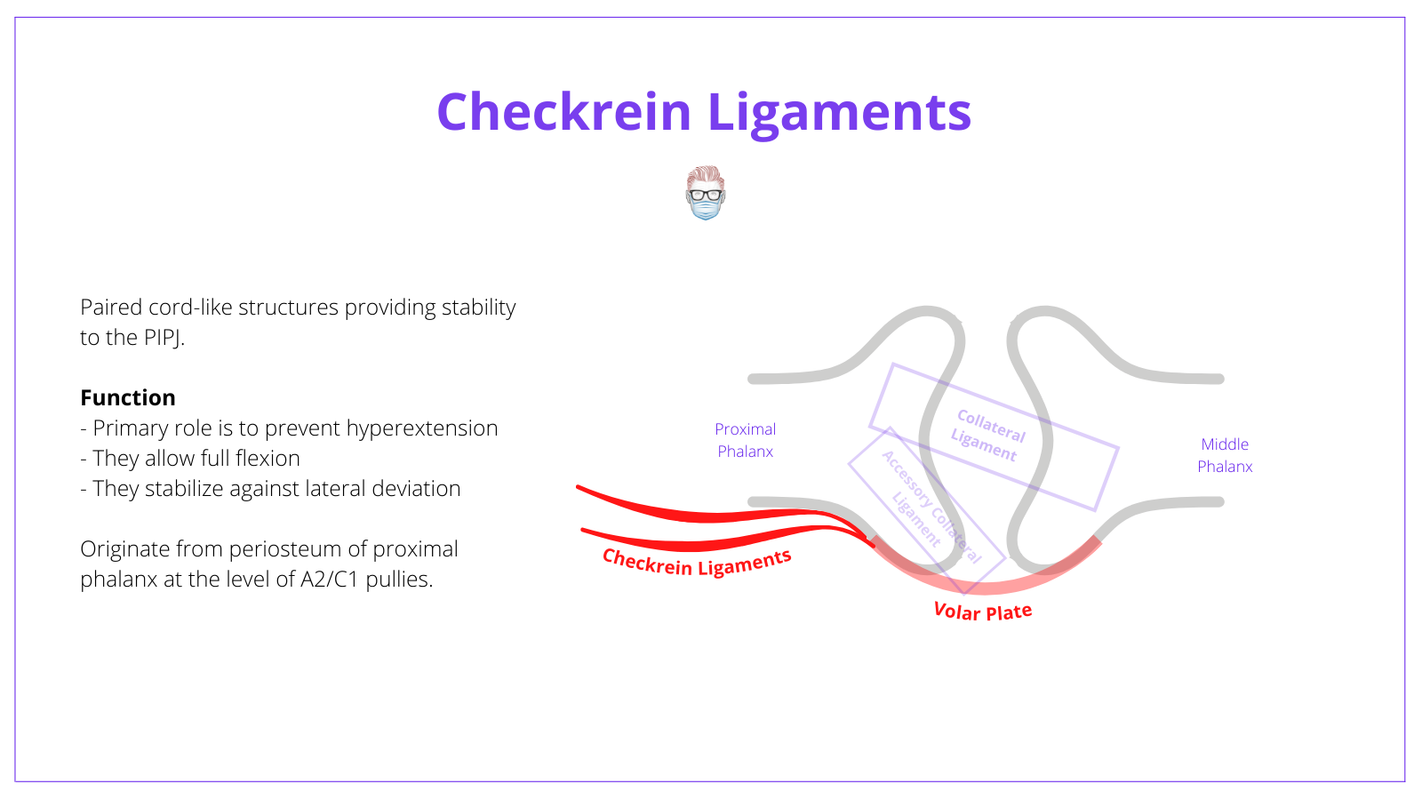 Anatomy, Proximal Interphalangeal Joint, PIPJ, Checkrein Ligaments