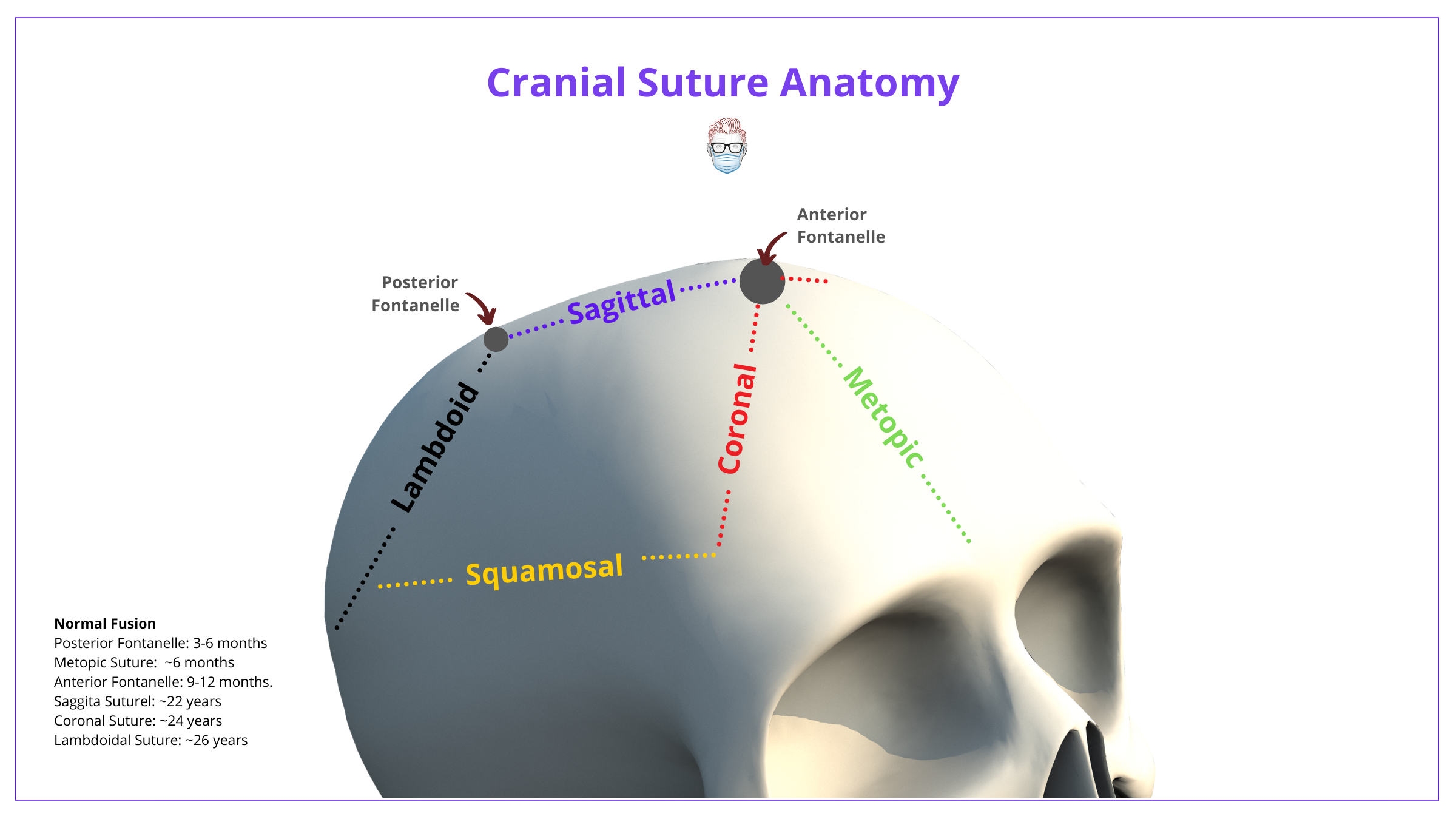 sagittal suture