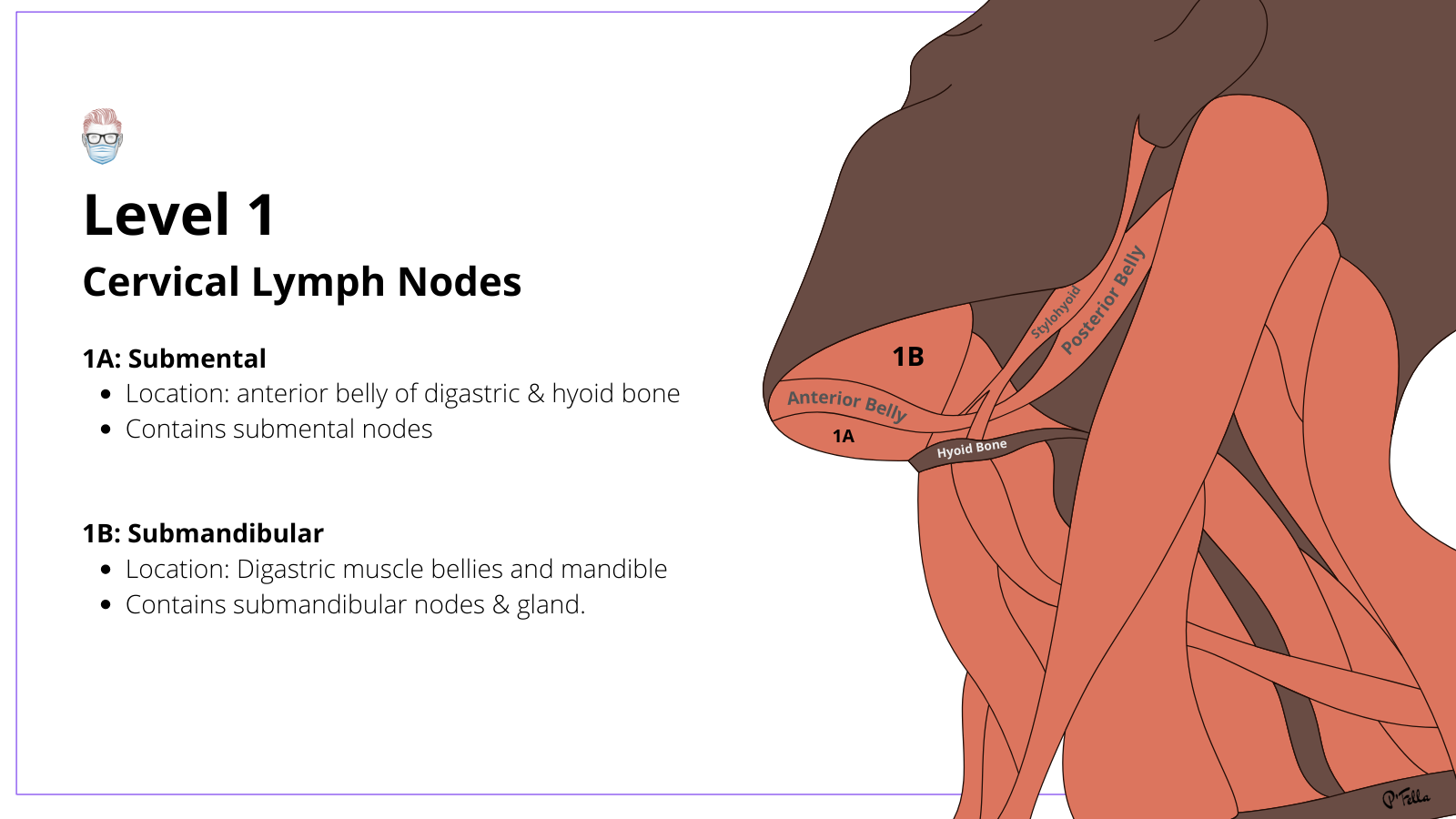 Level 1 Cervical Lymph Nodes, Level 1A, Level 1B, submental, submandibular, cervical nodes