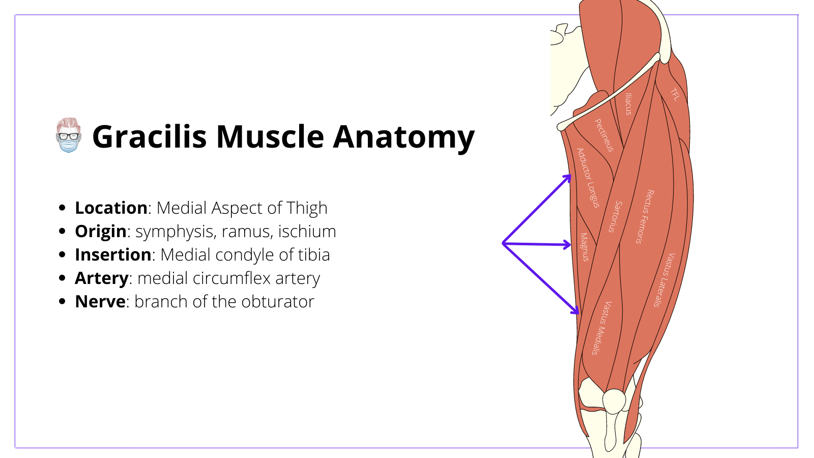 gracilis muscle, gracilis flap, gracilis, muscle, flap, anatomy