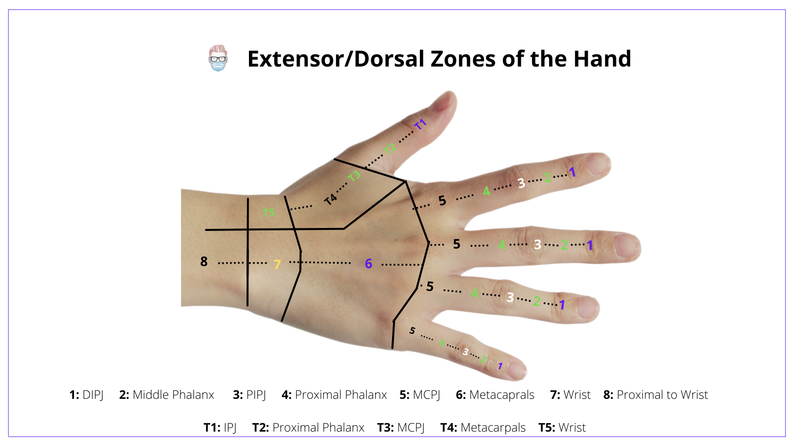 Extensor Zones of the Hand, Dorsal Zones of the Hand, Zone, 1, 2, 3, 4, 5, Thumb