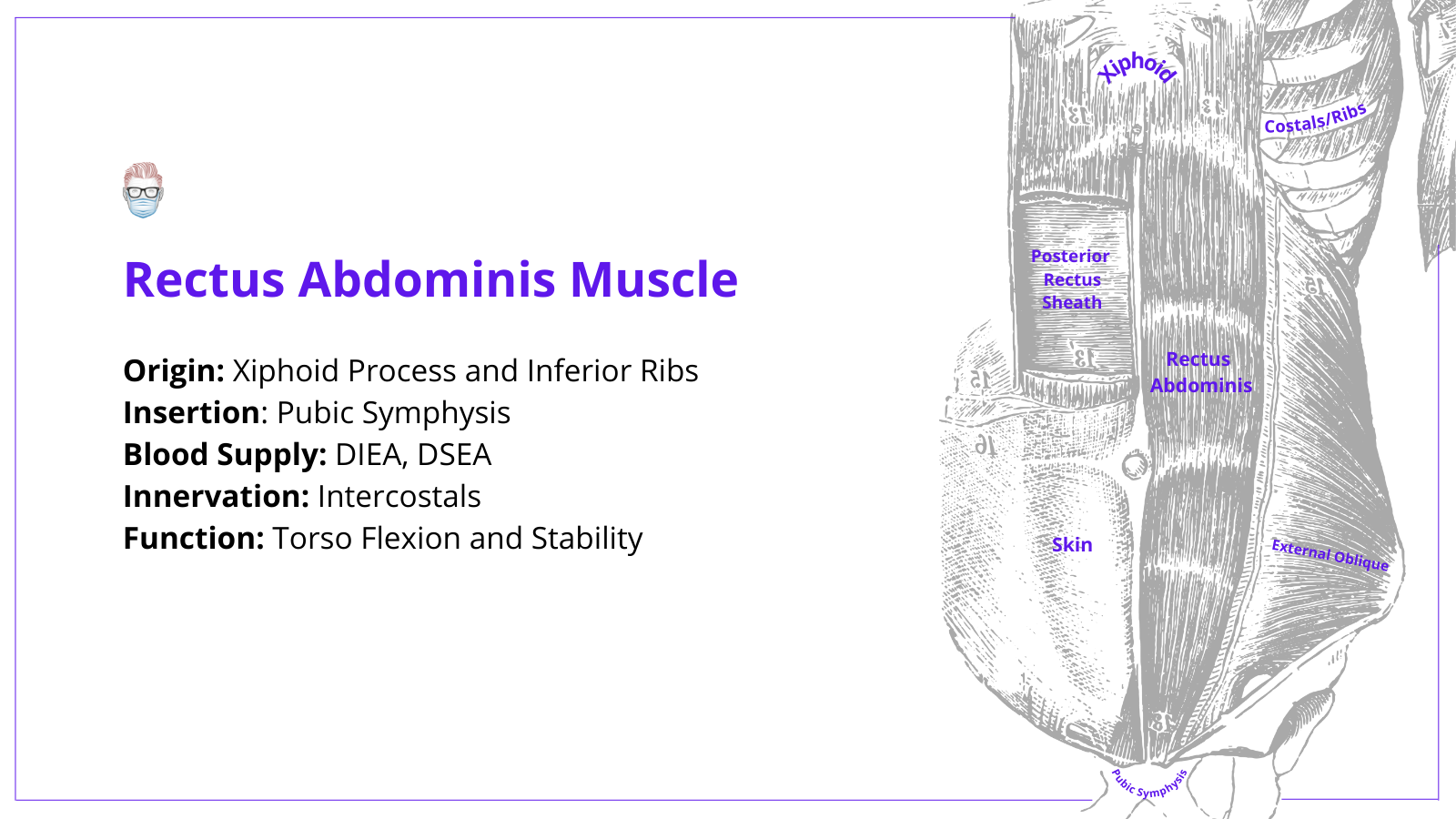 VRAM Flap, VRAM anatomy, RAM Flap, vertical rectus abdominis muscle flap, rectus abdominis muscle