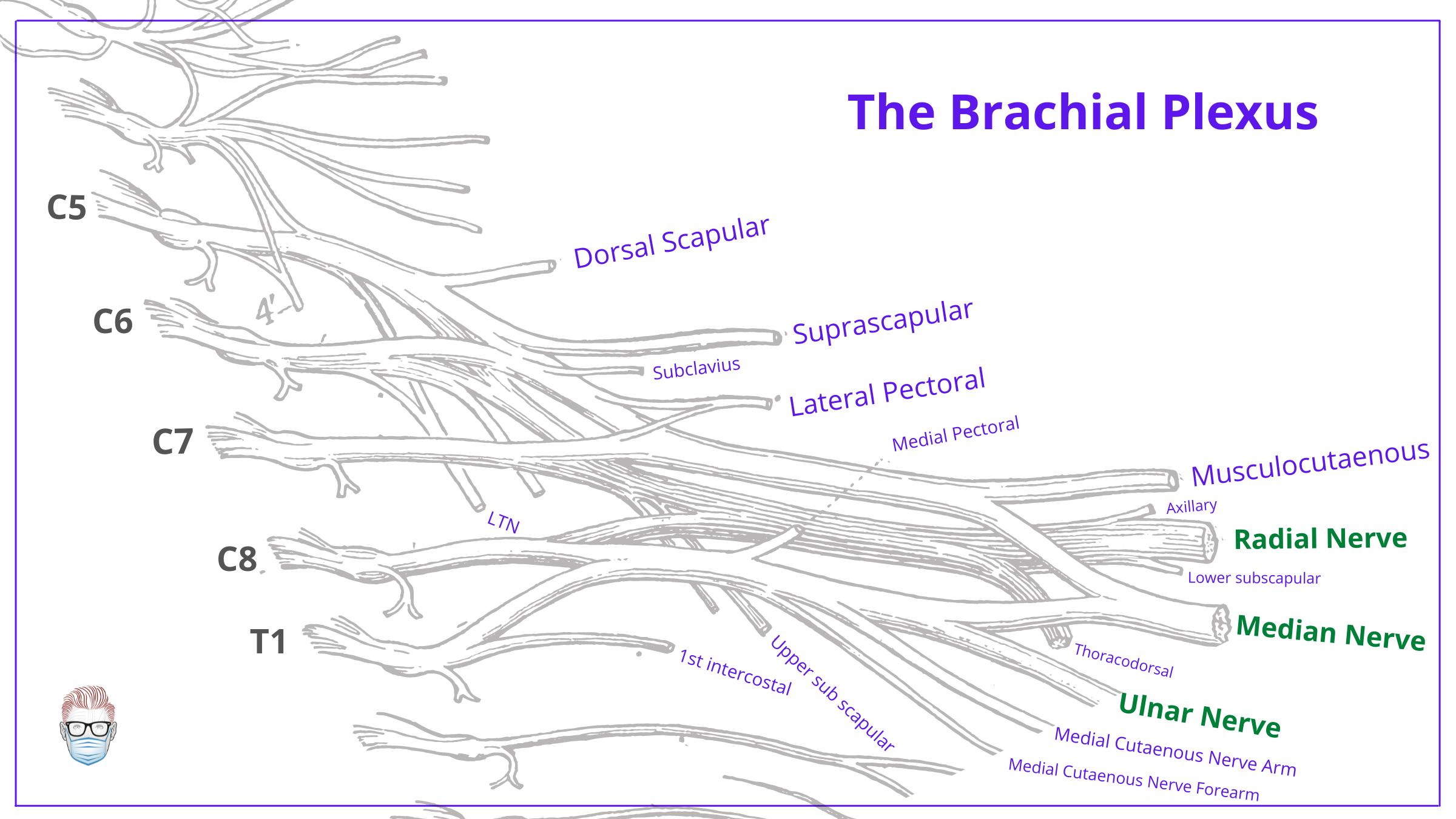 brachial plexus, anatomy, brachial plexus anatomy, roots, trunks, divisions, cords, branches