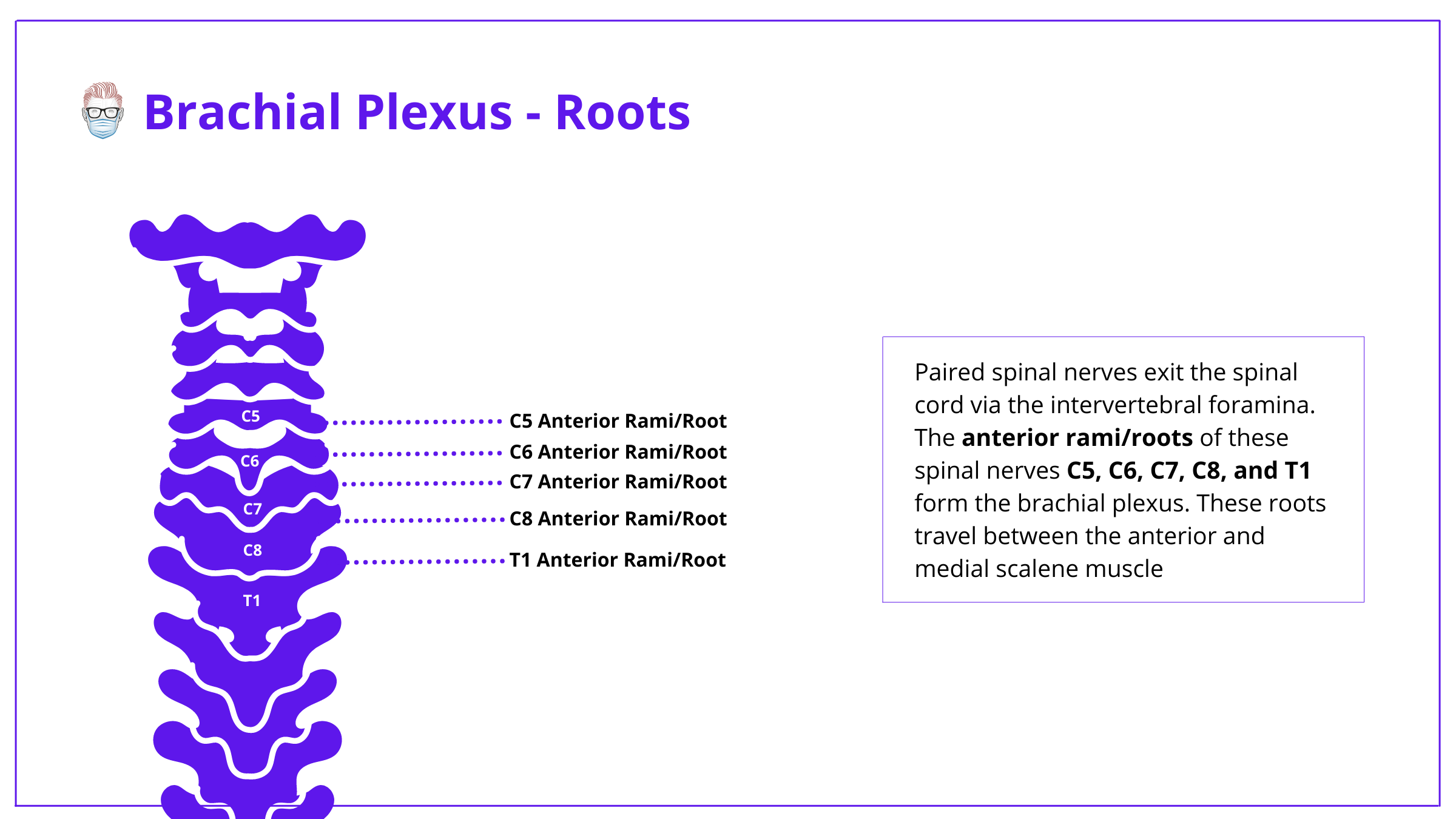 brachial plexus, anatomy, brachial plexus anatomy, roots, trunks, divisions, cords, branches