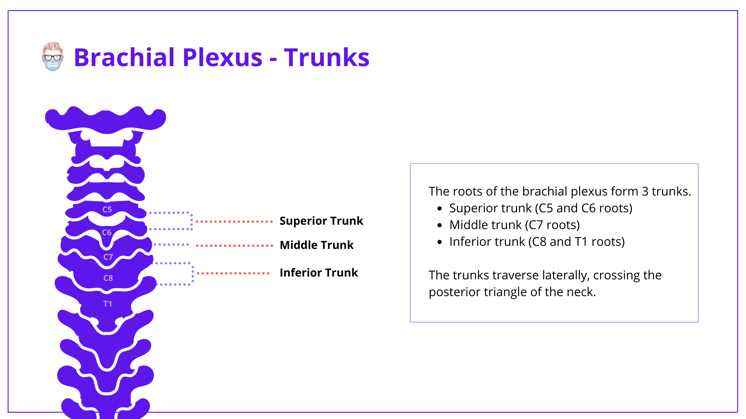 brachial plexus, anatomy, brachial plexus anatomy, roots, trunks, divisions, cords, branches