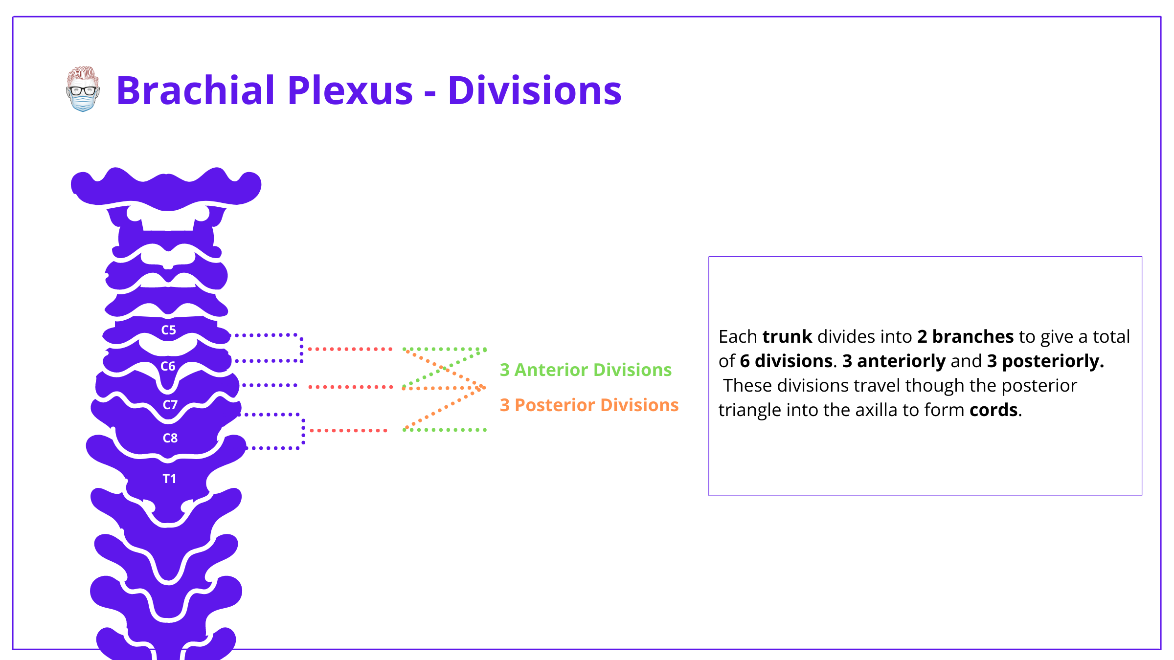 brachial plexus, anatomy, brachial plexus anatomy, roots, trunks, divisions, cords, branches