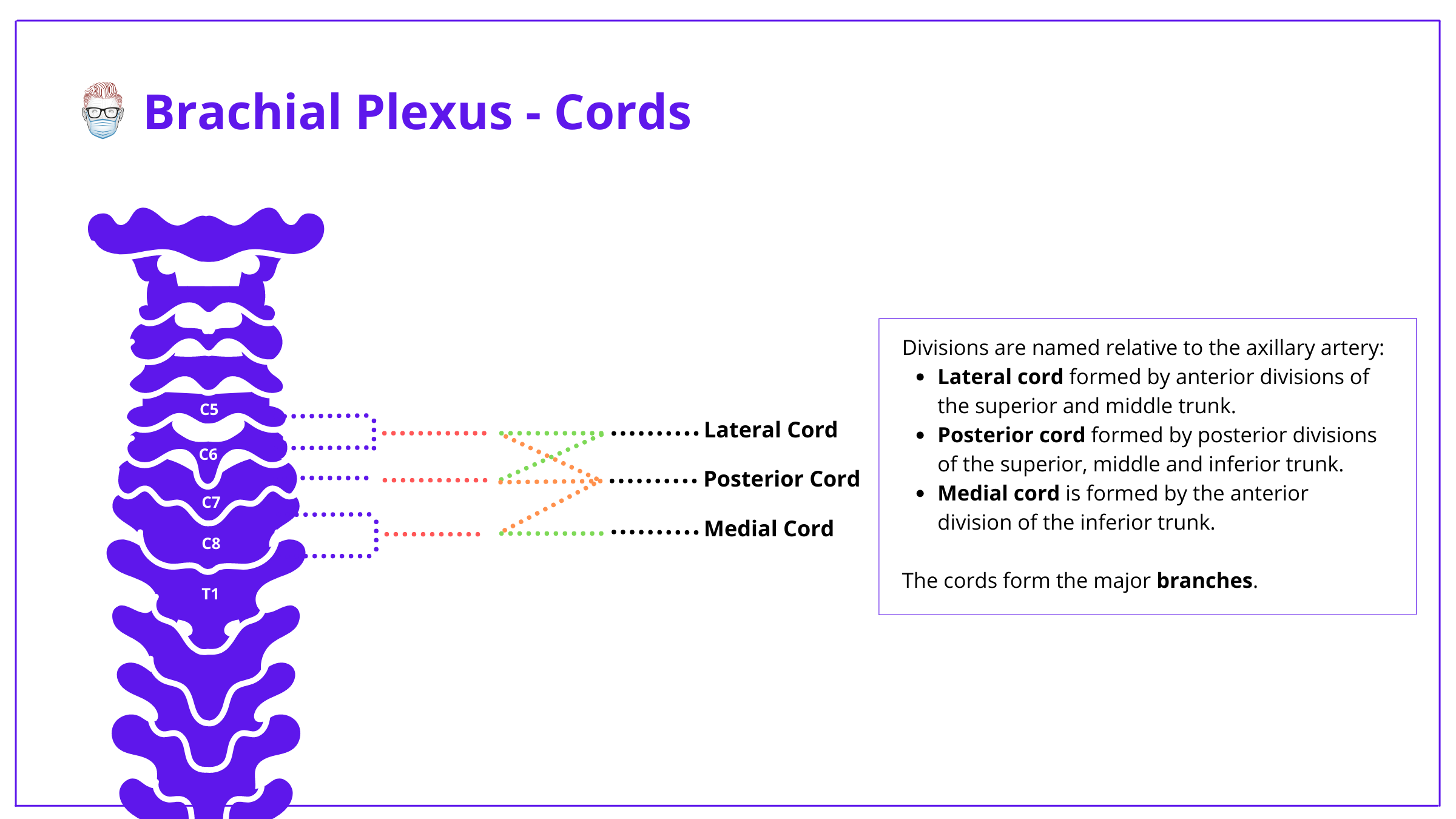 brachial plexus, anatomy, brachial plexus anatomy, roots, trunks, divisions, cords, branches