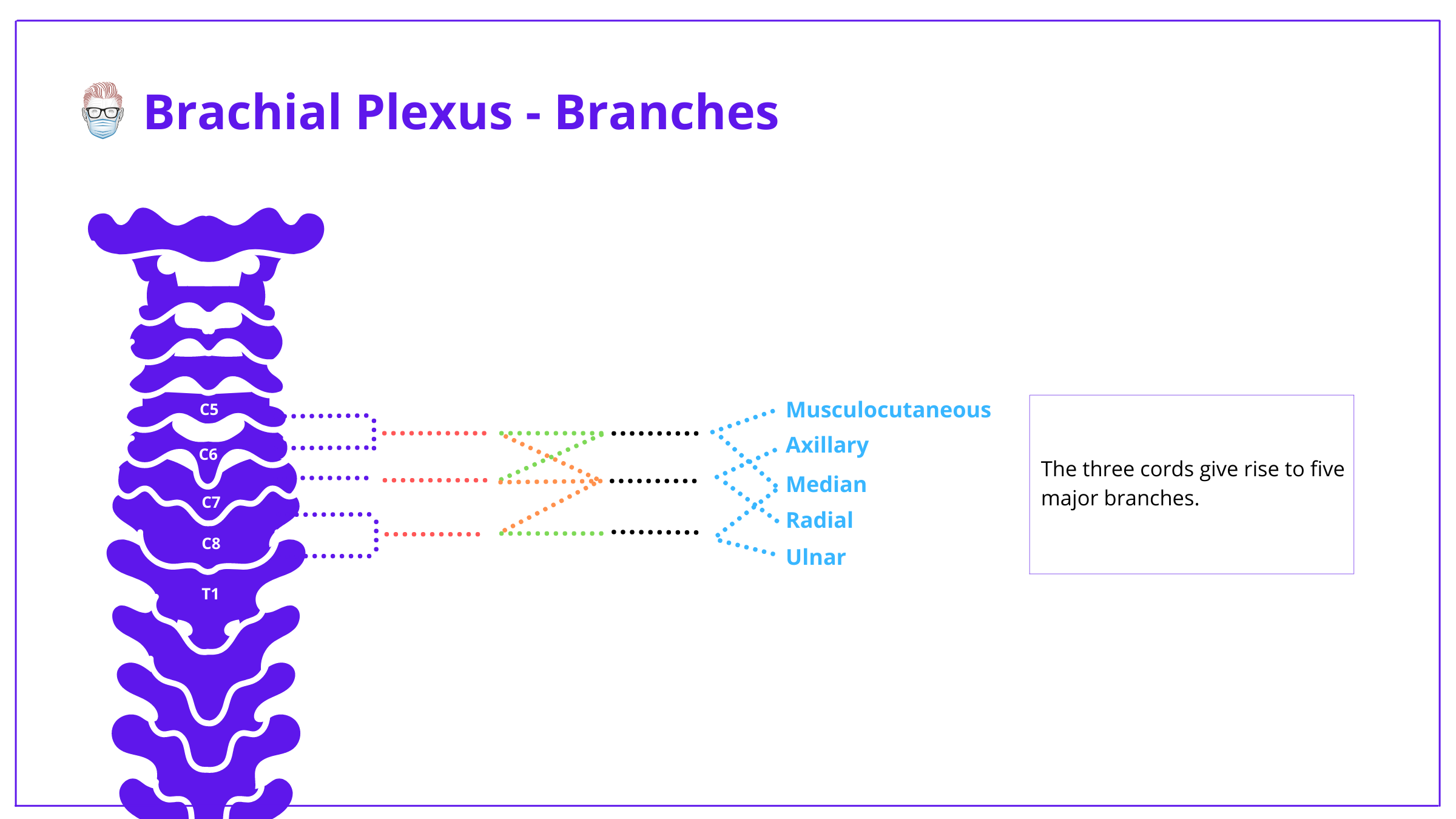 brachial plexus, anatomy, brachial plexus anatomy, roots, trunks, divisions, cords, branches