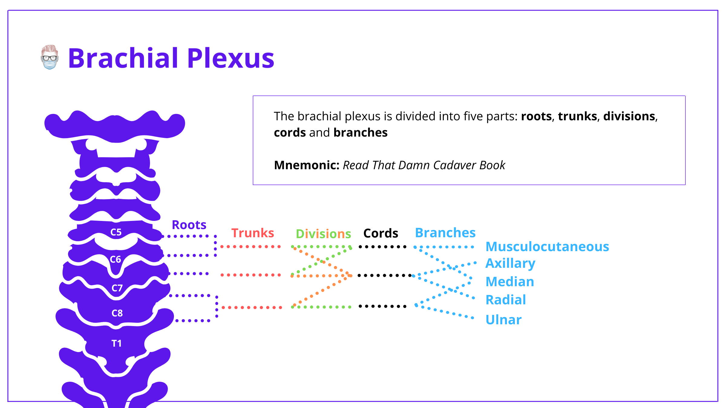 brachial plexus, anatomy, brachial plexus anatomy, roots, trunks, divisions, cords, branches