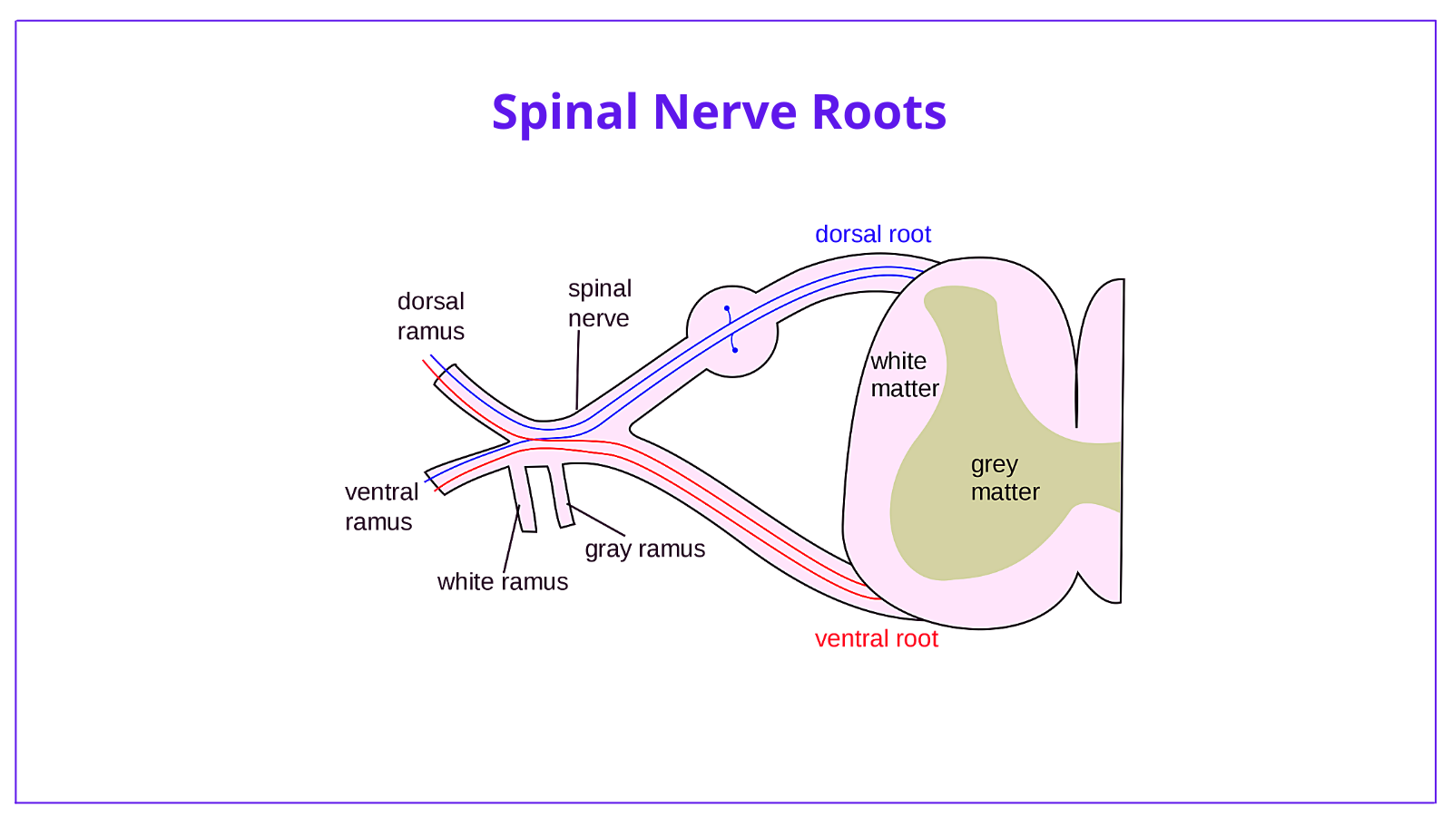 brachial plexus, anatomy, brachial plexus anatomy, roots, trunks, divisions, cords, branches