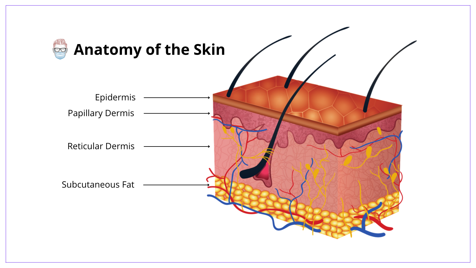 Papillary layer location function structure  Kenhub