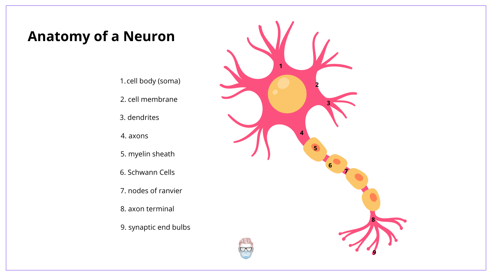 The neuron or nerve cell anatomy is composed of a cell body, dendrites, axons, myelin sheath, Schwann cells, Nodes of Ranvier and axon terminals. 
