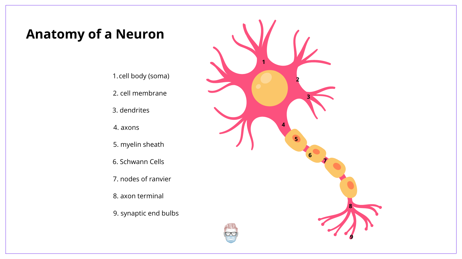 The neuron or nerve cell anatomy is composed of a cell body, dendrites, axons, myelin sheath, Schwann cells, Nodes of Ranvier and axon terminals.