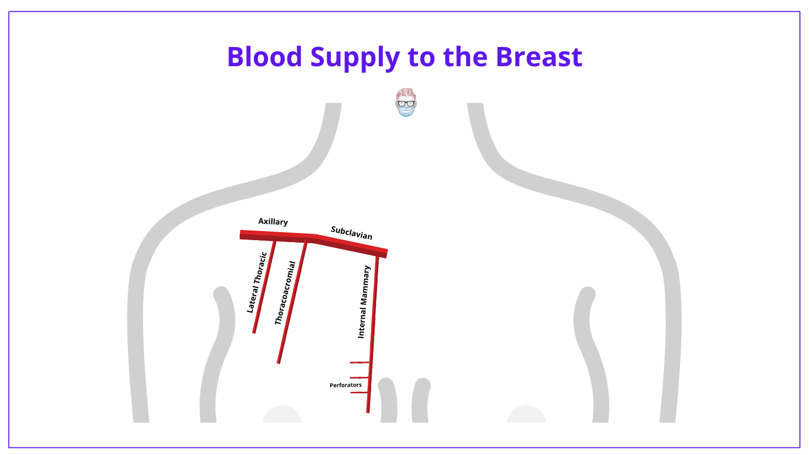 The anatomy of the breast showing the internal mammary artery, thoracoacromial arteryy and lateral thorax artery being the blood supply to the breast. 