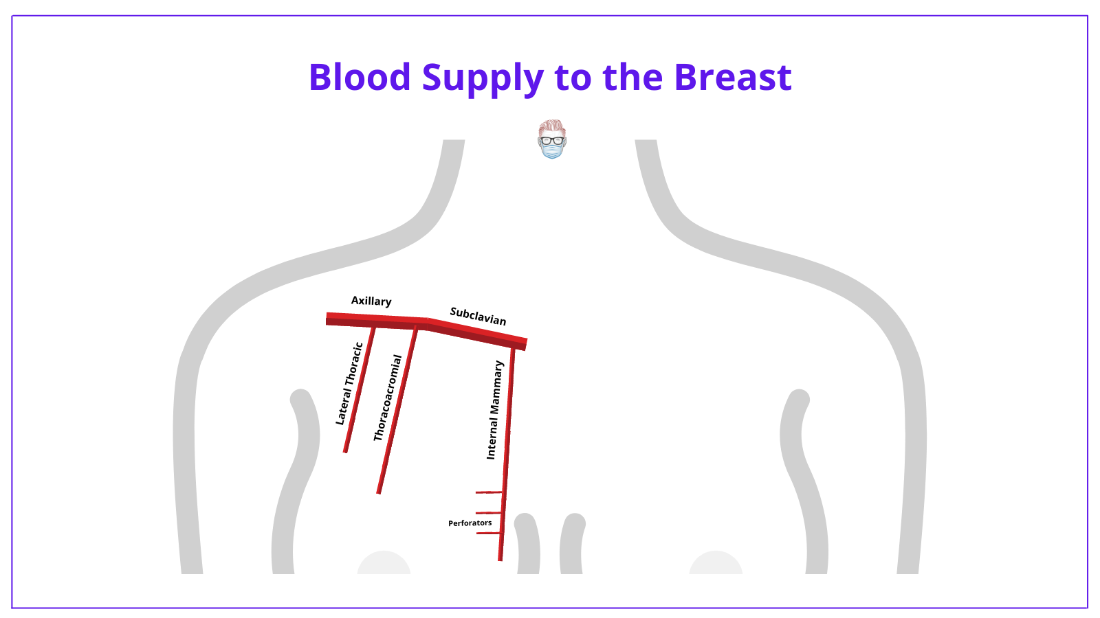 Breast Anatomy · Landmarks, Arteries, Nerves + Illustrations