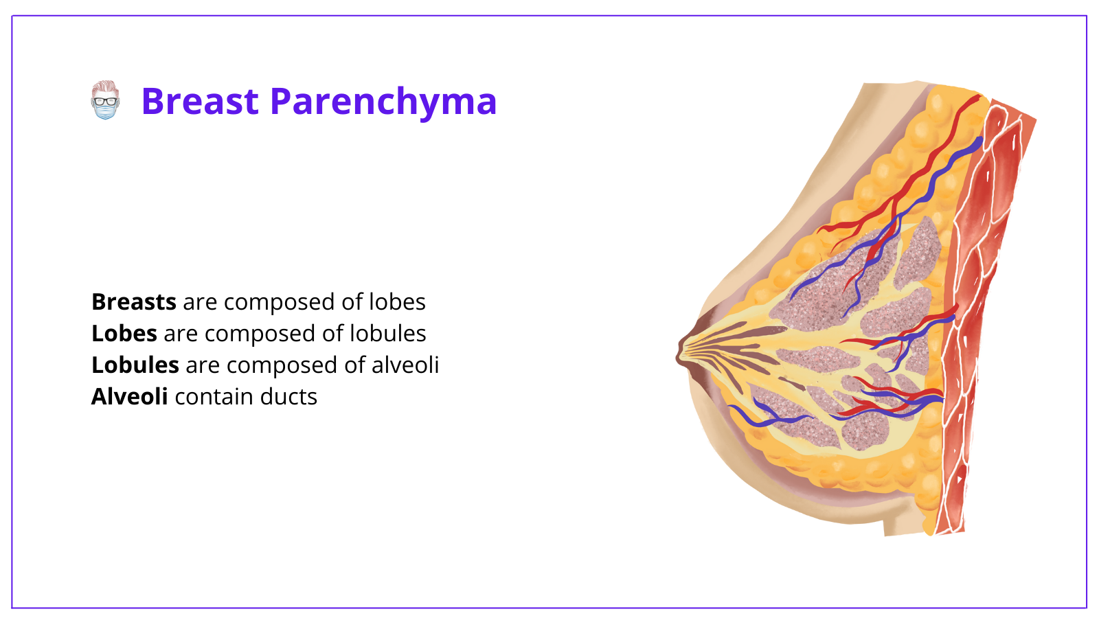 Breast Anatomy · Landmarks, Arteries, Nerves + Illustrations