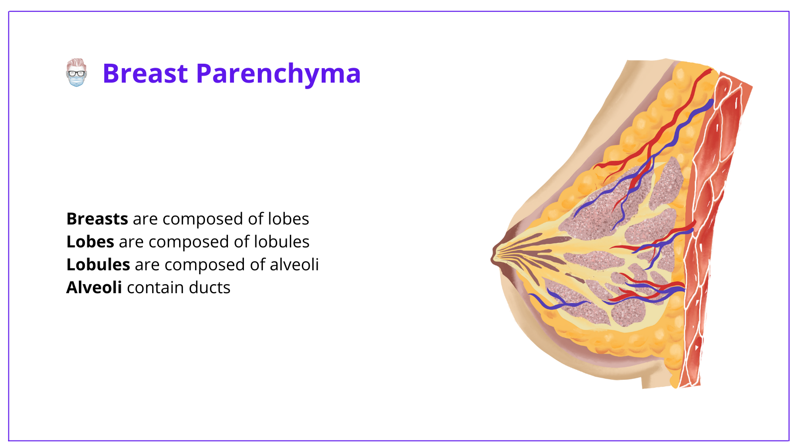 Breast Anatomy