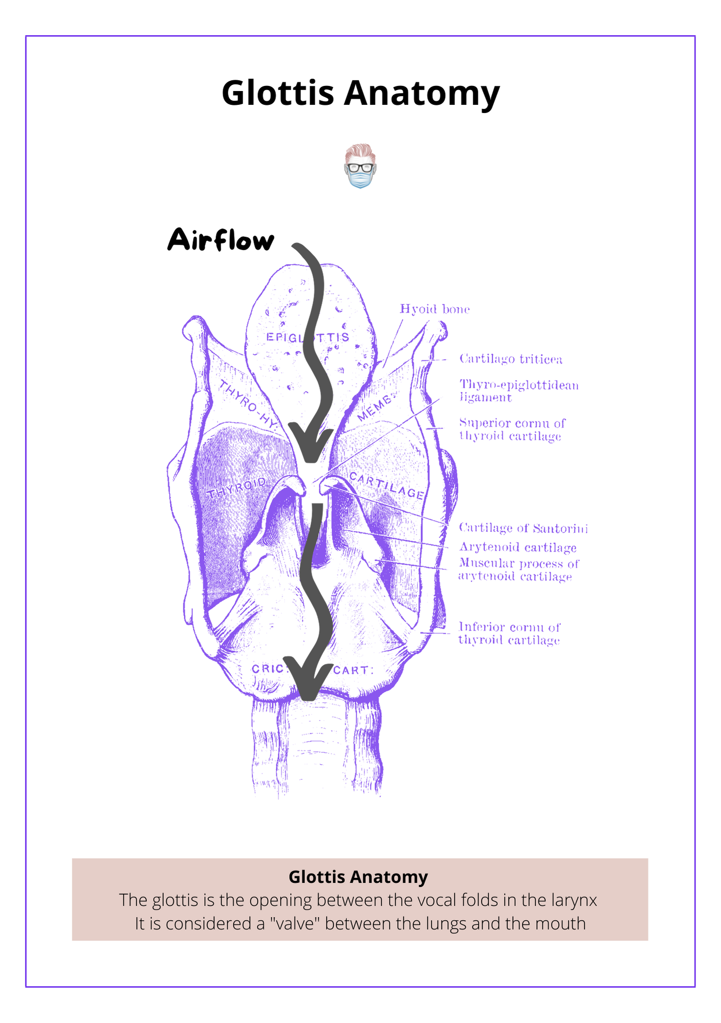 Airflow through the glottis in the larynx