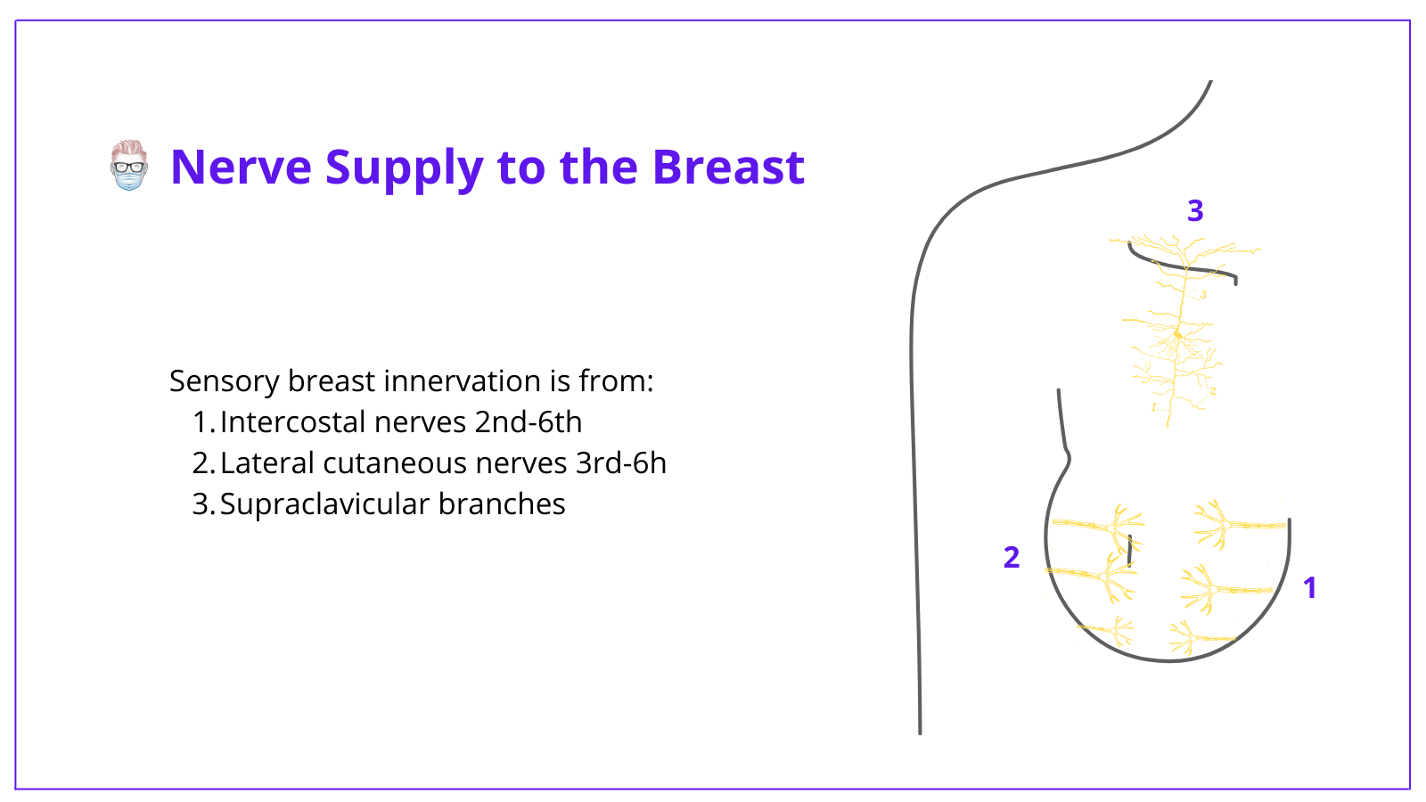 The breast anatomy recieves sensory nerve innervation from the intercostal nerves, lateral cutaenous nerves and the supraclavicular branches of the cervical plexus.
