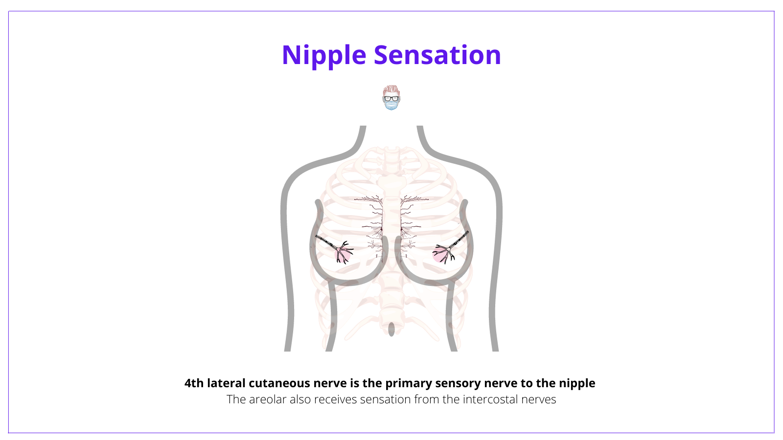 The nipple receives sensory innervation to from the 4th lateral cutaneous nerve and the intercostal nerves.