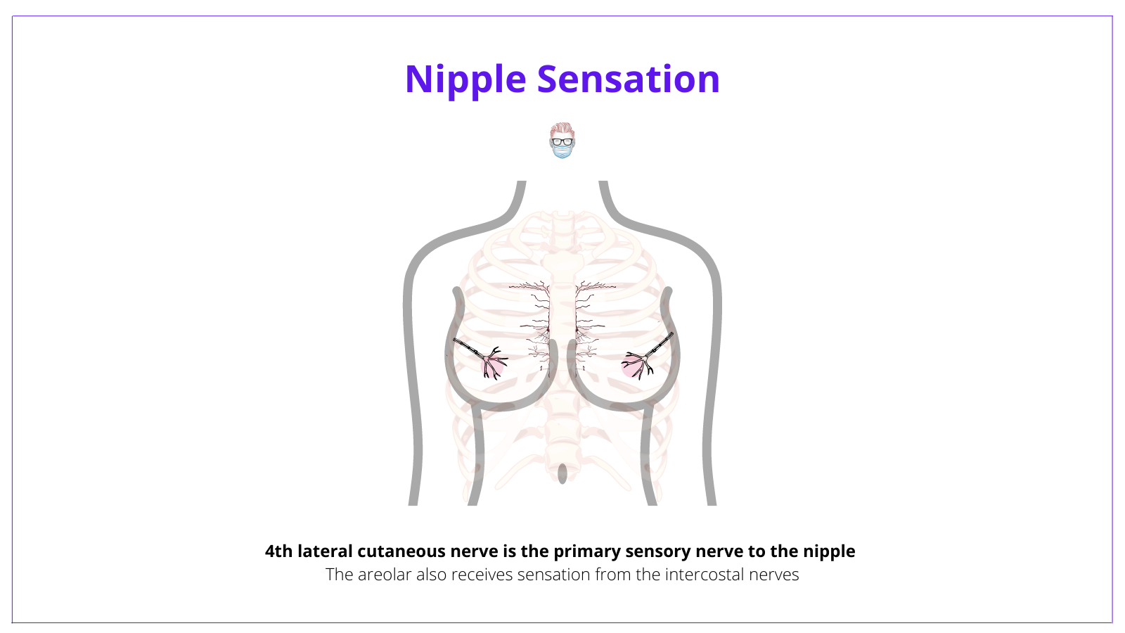 Breast Anatomy · Landmarks, Arteries, Nerves + Illustrations