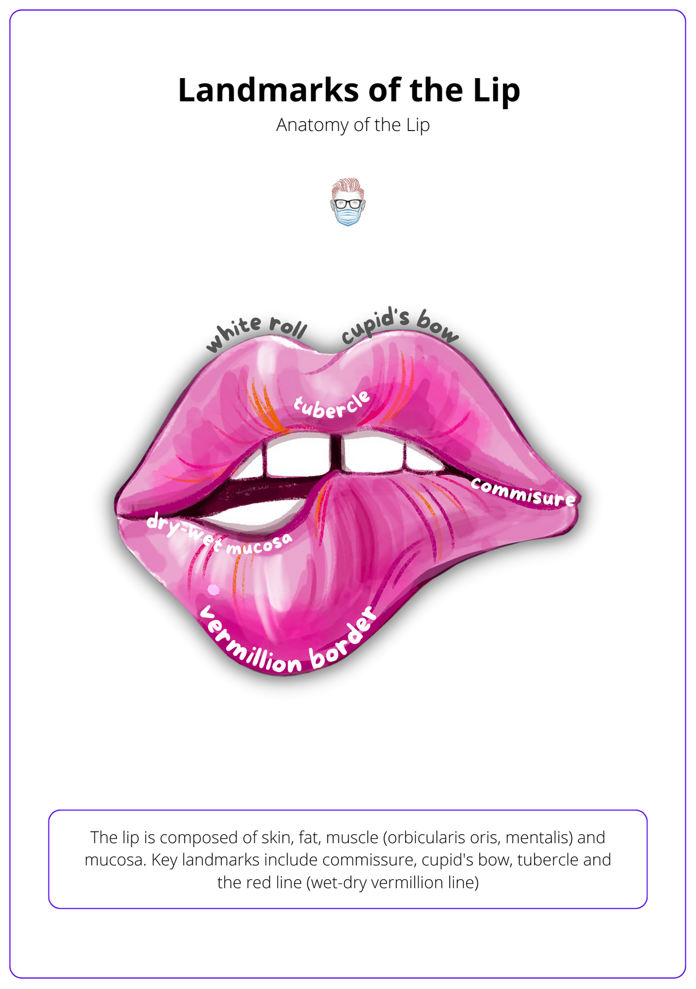 A labelled diagram of a lip showing cupids bow, white roll, mucosa, vermillion border