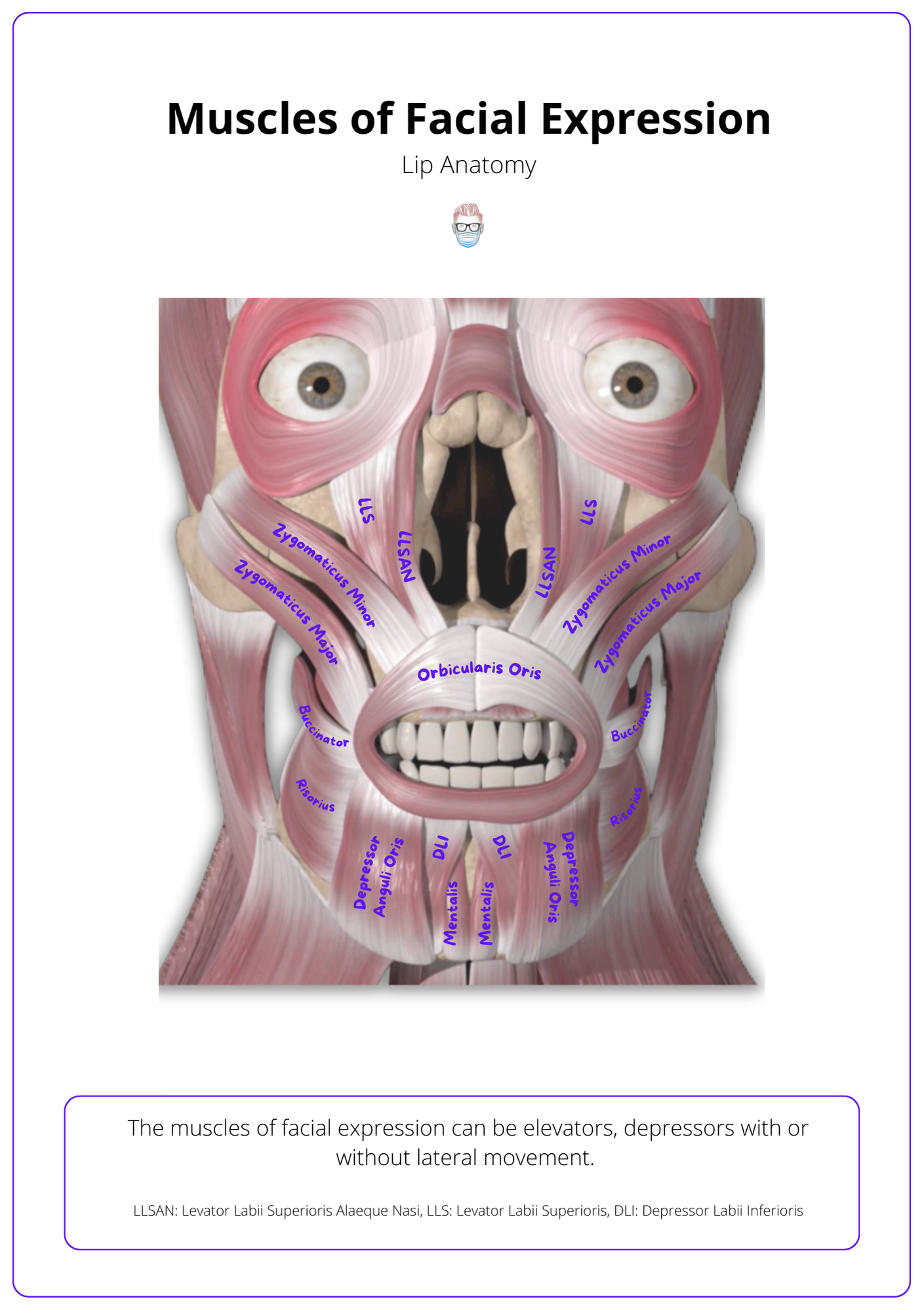 A labelled drawing of the lip and it's muscles that have a role in depression and elevation