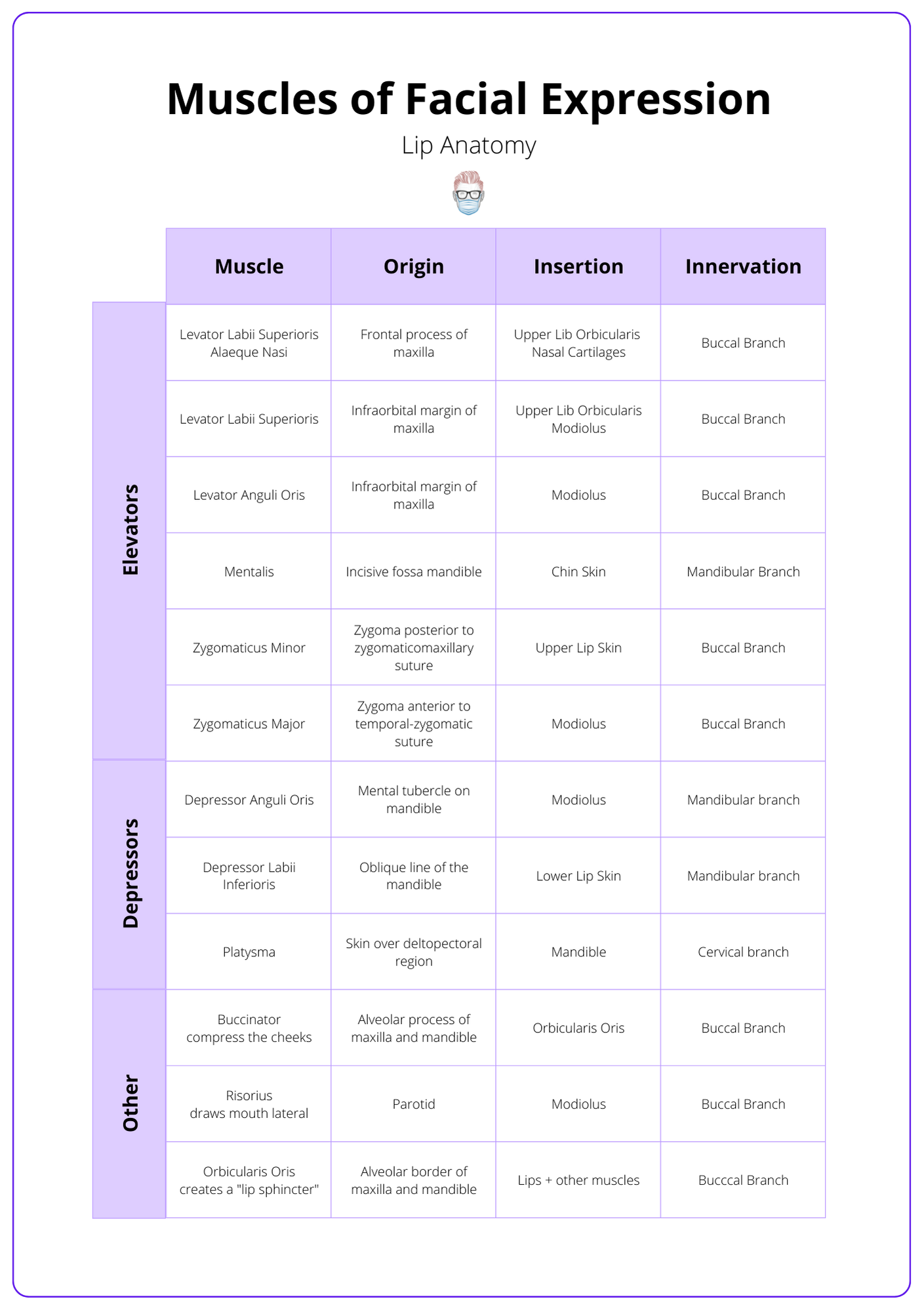 A table of lip muscles that shows their origin, insertion, action and nerve innervation