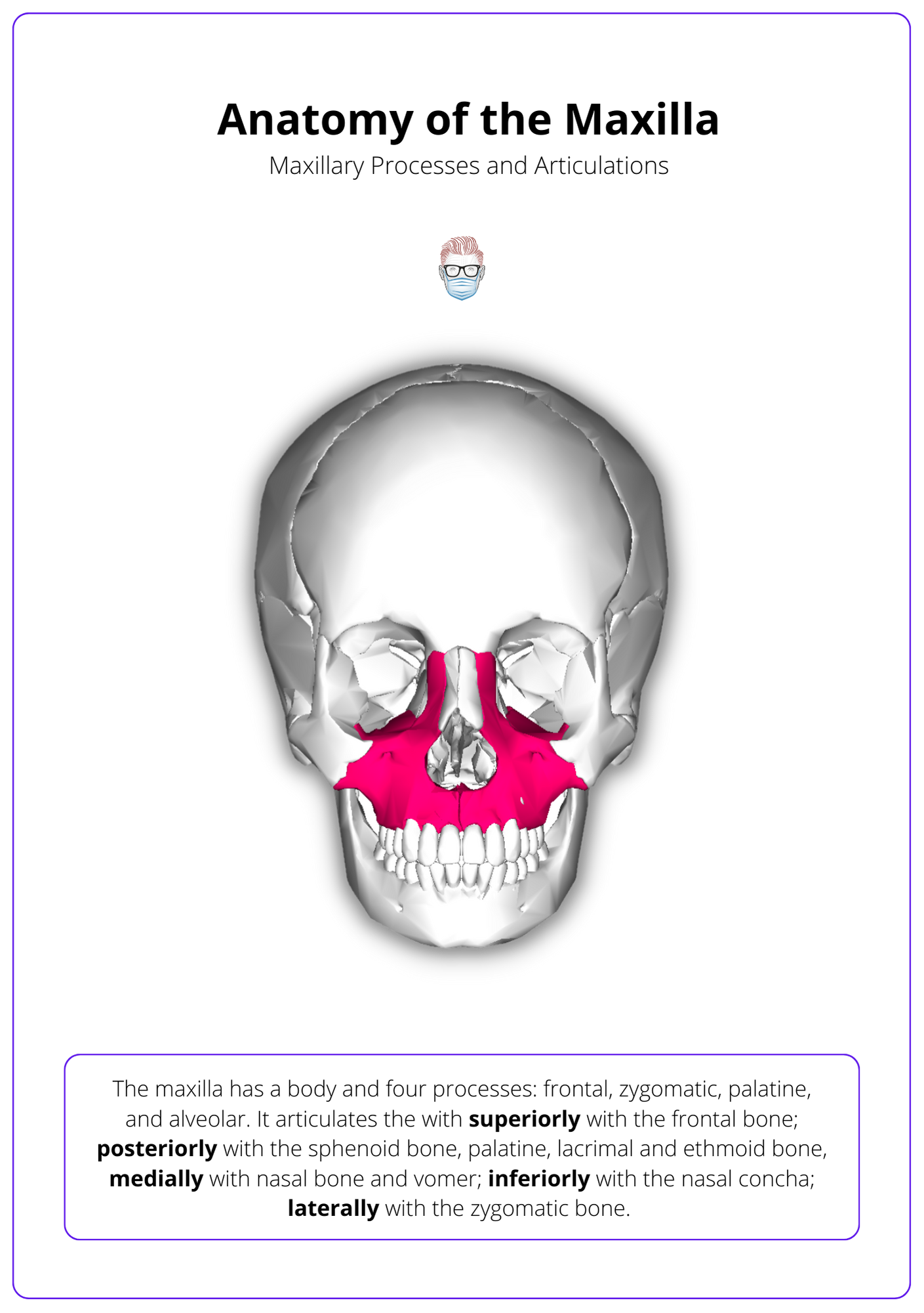anatomy of the maxilla, maxillary reconstruction, maxillary processes