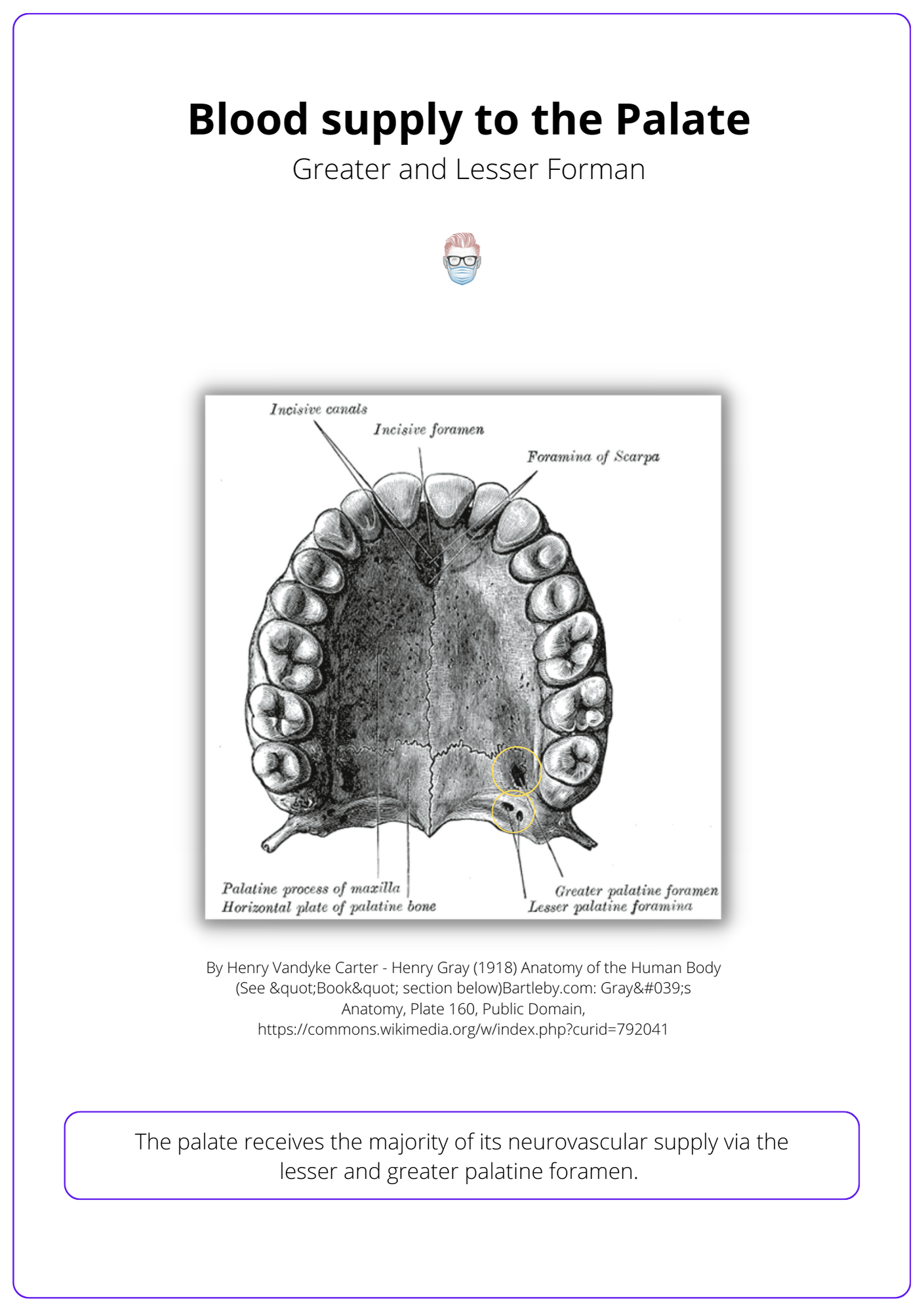 Blood and Nerve Supply to the Palate, anatomy of the palate