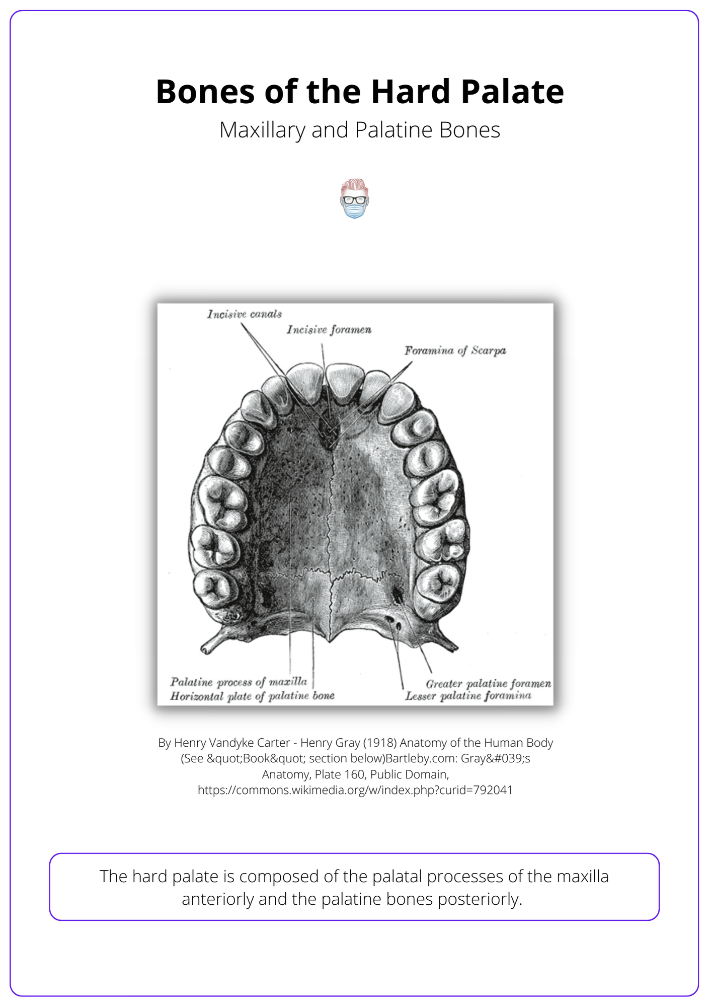 Hard Palate Anatomy, surgical procedure