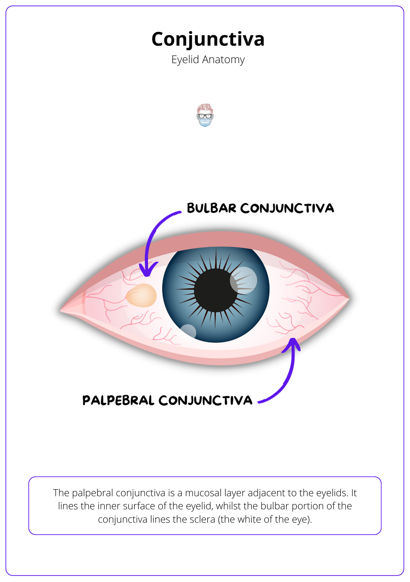 A labelled drawing of the conjunctiva with an explanation of the anatomy at the bottom of the image. Arrows point to the two different points of the conjunctiva