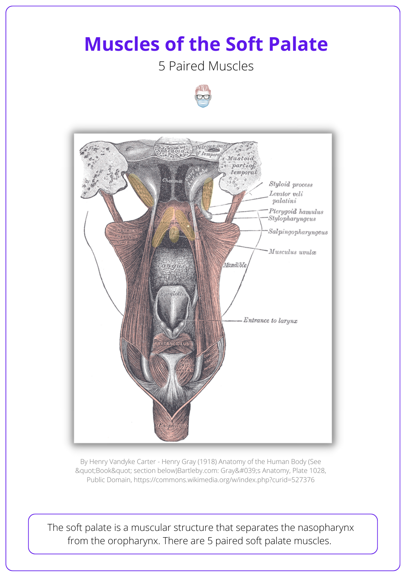 Muscles of Soft Palate, soft palate anatomy