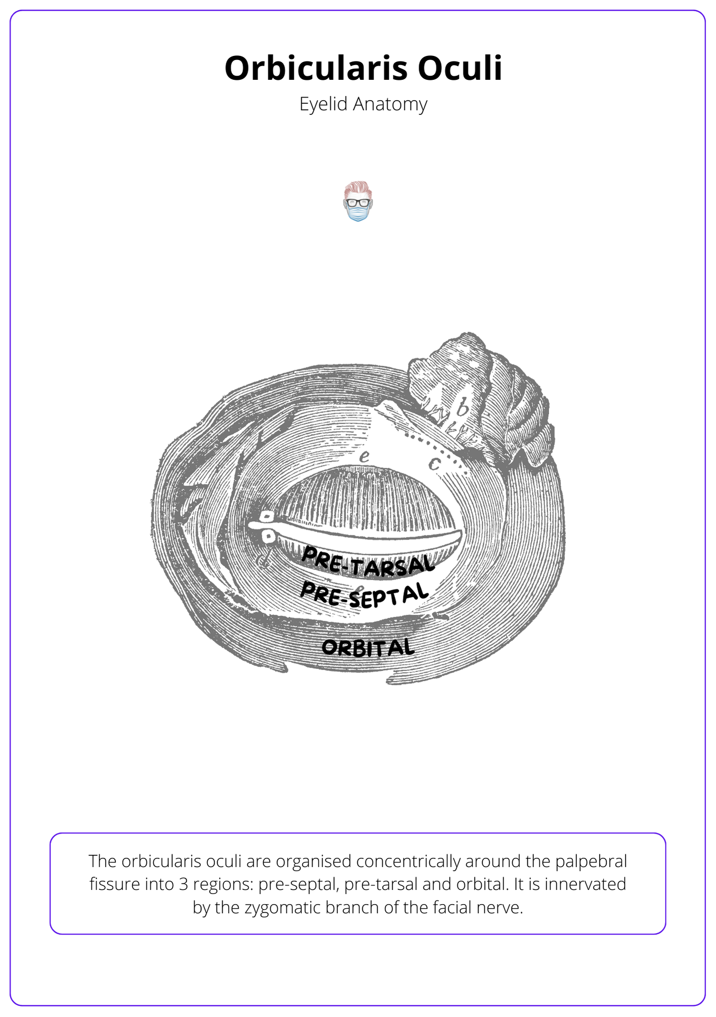 A labelled diagram showing the Orbicularis Oculi and it's role in Eyelid Anatomy. The text at the bottom of the screen explains the image
